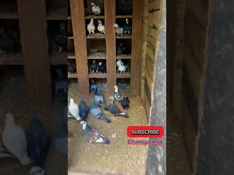 Colombo pigeons පරවි ගන්න කොළඹ ගියා😍😍🤩