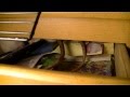 Rattie Rats In The Drawer