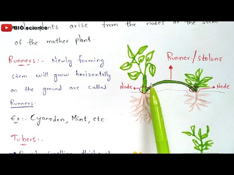 Typhoid fever Salmonella typhi Causes symptoms diagnosis treatment Bio science