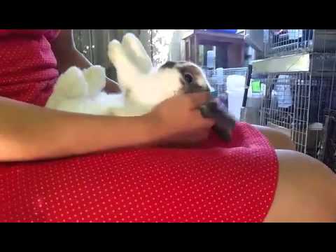 YouTube video about: Why does my rabbit lay on his back?