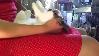 How to Flip your Rabbit onto its Back