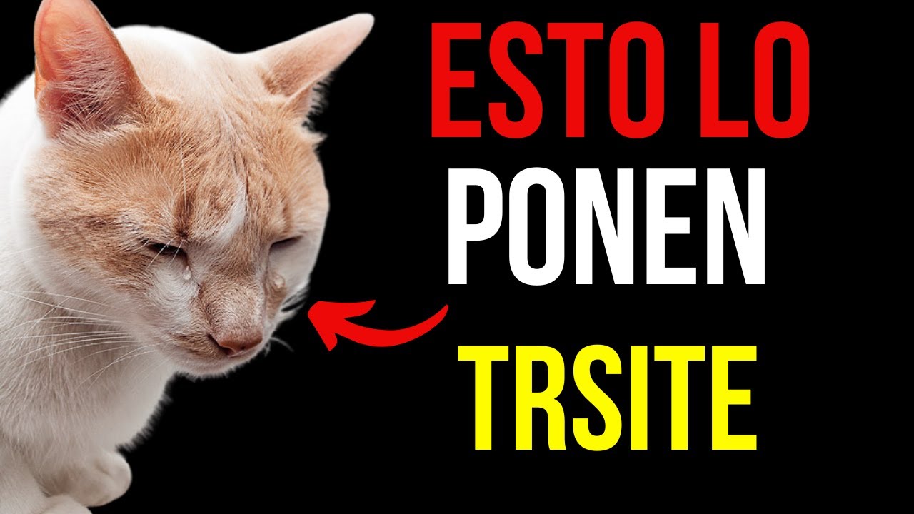 Tu gato sufre en silencio! Estas cosas cotidianas hieren sus sentimientos
