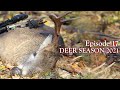 big ohio buck down in the rut ohio archery hunting 2021 ep. 17