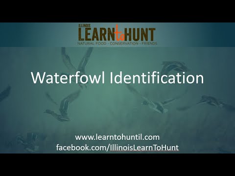 , title : 'Waterfowl Identification'