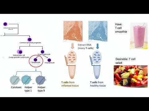 BEARS 2019 Nir Yosef  -  Lessons from the heterogeneity of immune cells