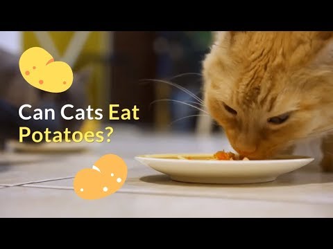 Can Cats Eat Potatoes | Is This a Healthy Food for Your Cat