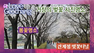 [영상기자단] 거창읍 벚꽃사진명소 건계정 벚꽃터널_조진휘