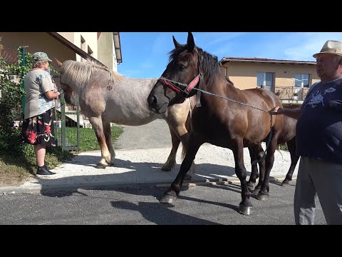 Caii lui Sandu de la Gilau, Cluj - 2023 Nou!!!