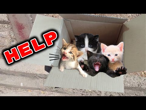 Rescue kittens that were abandoned and dying // The kittens were left in a carton
