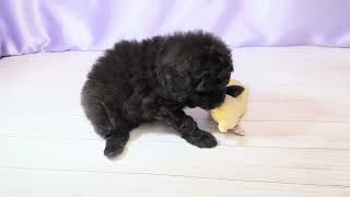 ハーフ犬の動画01