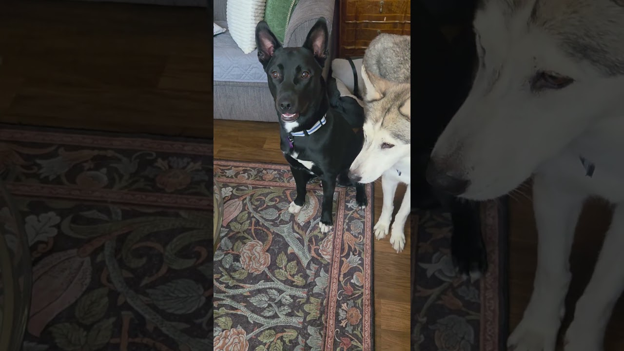 Gentle boy Dumplin, a Adoptable mixed breed in Menifee, CA video 2/6