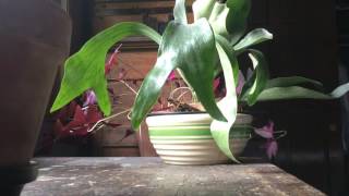 Loudon Wainwright III - Lullaby (A Live One LP)