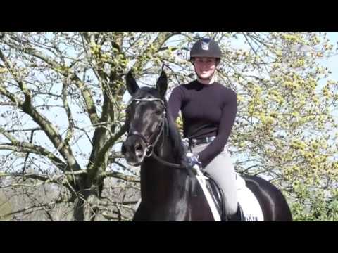 Don Nobless Scolari   Groß