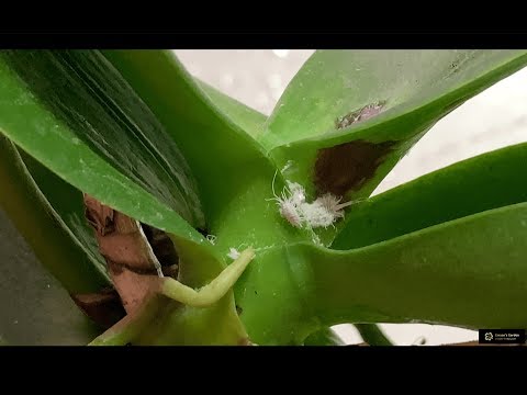 , title : 'How I Clean My Orchids and Get Rid Of Mealybugs (Killing Two Birds With One Bullet)'