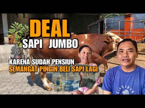 SUKSES BISNIS SAPI❗️Raup Untung Puluhan Juta, Mengisi Waktu Kekosongan Pensiun