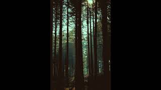 Dark Woods - Frozen Thunder Night