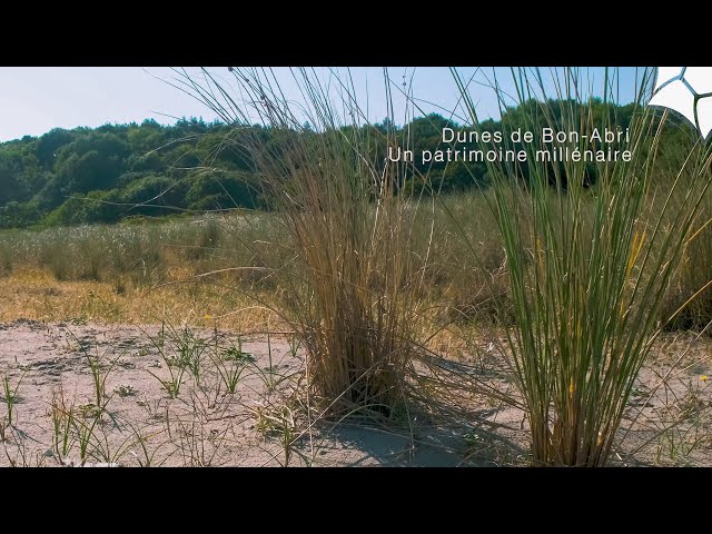 Dunes de Bon-Abri : un patrimoine millénaire