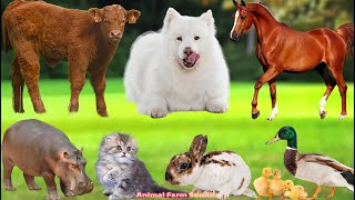 Farm Animal Food: Duck, Pig, Goat, Dog, Sheep, Rabbit, Cat, Chicken - Animal Sounds