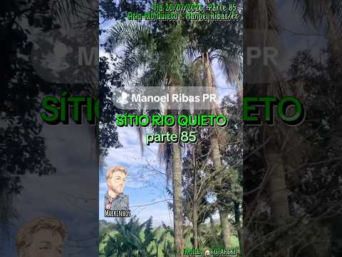 #Parte85 #Sítio #RioQuieto #dia 20/07/2026 #ManoelRibas #Paraná #Brasil #Natureza #Agro #frutas