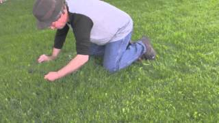 Days Of weeds and a better way to go green