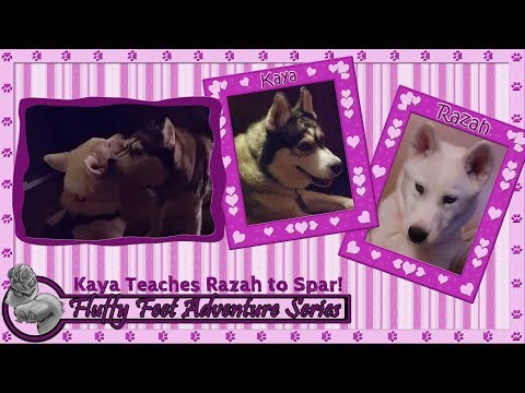 Kaya Teaches Razah to Spar!