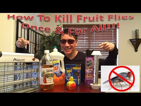 download lagu mp3 mp4 Fruit Fly Spray, download lagu Fruit Fly Spray gratis, unduh video klip Fruit Fly Spray