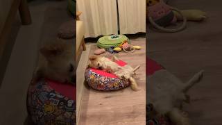 ちゃんもーのまったりたいむ。 #vlog #dog #fyp