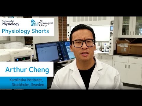 Physiology Shorts: Reducing skeletal muscle fatigue