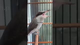 Download lagu BURUNG KECIL SUARA NEMBAK SANGAR #mastering  #masteran2024 #tembakancucakcungkok #masteranburung mp3