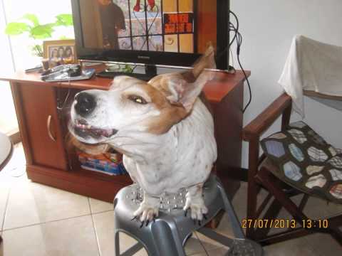 merlina la gorda (desde bebe a grande)