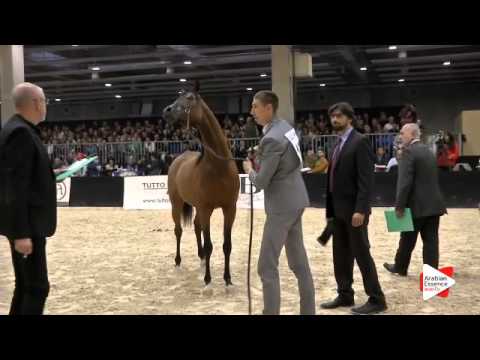 N 151 CALATEON   Verona 2015   Colts 2 years old Class 4