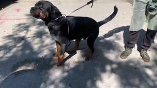 Video preview image #1 Rottweiler Puppy For Sale in Hillsboro, NH, USA