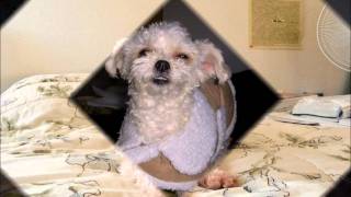 Susan Boyle - Who I was Born to Be w/ lyrics