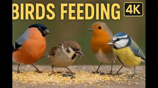 Birds Feeding in Stunning 4K | Canon 90D Wildlife Video