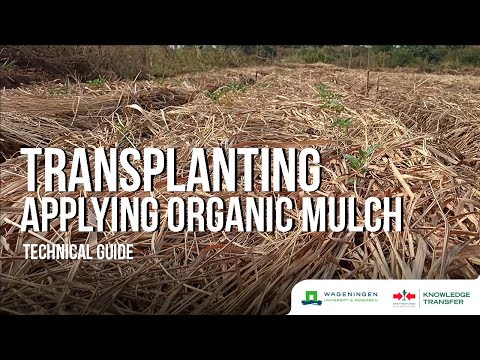 YouTube video about What's the Right Amount of Organic Mulch to Apply?