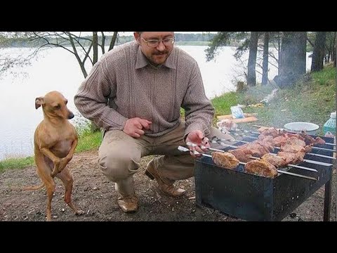 Le chien et l'homme les plus drôles du mois