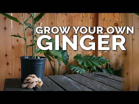 How to Grow Store-Bought Ginger at Home in a Pot