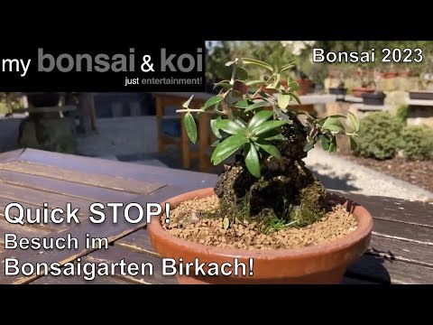 Bonsai 2023-23 - QUICK STOP! - Visit to the Birkach Bonsai Garden