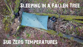 Sleeping in a Fallen Tree ❄️🌳 Frosty Sub-Zero Wild Camping with Small Tarp