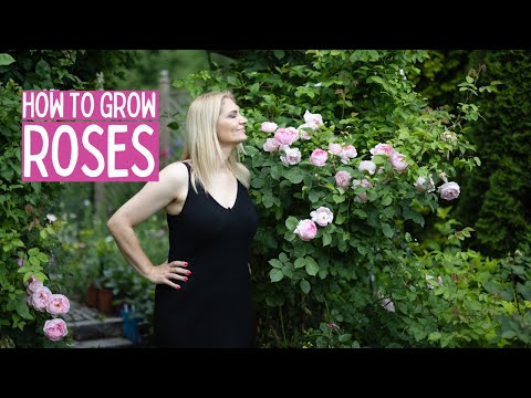 Roses started blooming - TIPS to get best results when growing roses