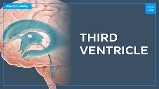 Third ventricle of the brain - Quick Anatomy | Kenhub