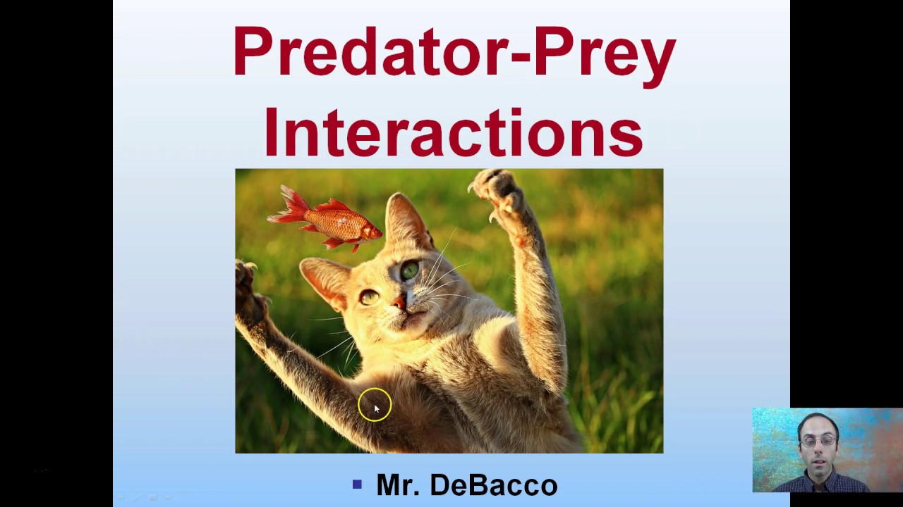 Predator Prey Interactions