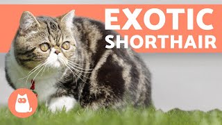 Exotic Shorthair - One of MOST LOVING Cat Breeds
