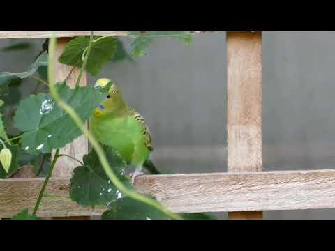 Natural video songs and animals videos