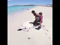 Huge Turtle Rescue World Record Official World Record