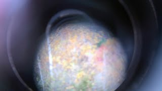 Jessica Moss – “Contemplation II”