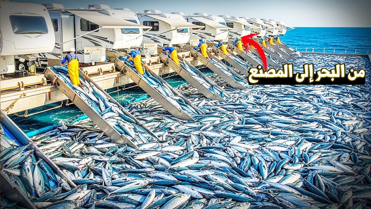 هذا هو الصيد الكبير... ملايين الأسماك تُجمع سنويًا… شاهد العملية كاملة