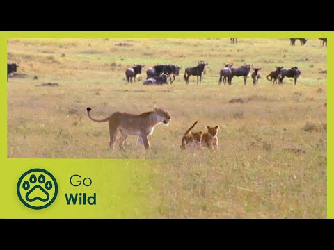 Animal Emotions - Animals Like Us 9/11 - Go Wild