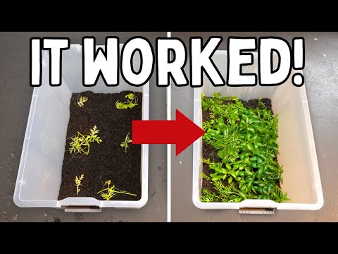 Growing Aquarium Plants in Tubs - Amazing Results!
