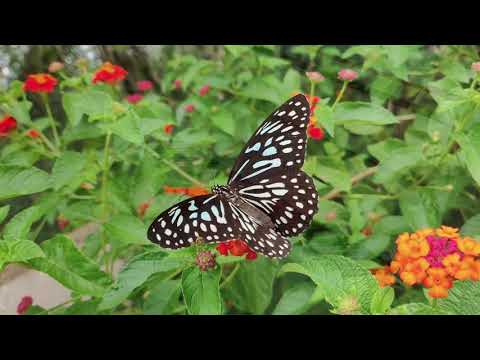 Saul Cosentino - Tiernamente (vals) - Tatiana Pichkaeva, piano solo